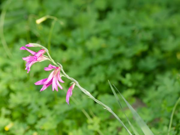 <h3><a href="/trips/kreta/biota/plantae/tracheophyta/liliopsida/asparagales/iridaceae/gladiolus italicus/gladiolus italicus-nl.html">Gladiolus&nbsp;italicus</a> / Italian&nbsp;gladiolus / </h3>OM-1 Mark II met OLYMPUS M.150-400mm F4.5, 1/640 sec  bij F7.1, ISO 2000, afstand 4.84&nbsp;m